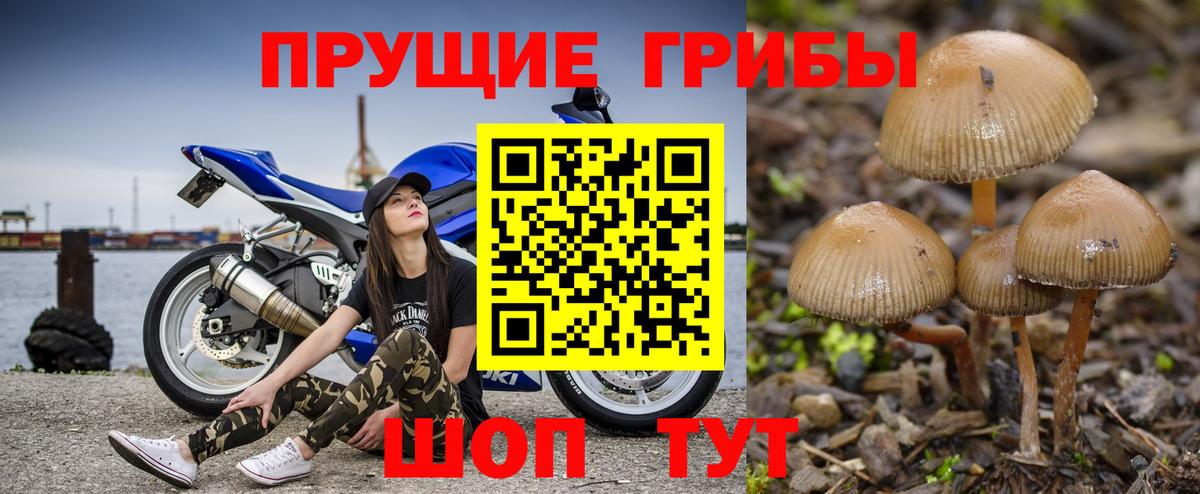 Псилоцибиновые грибы Cubensis  Нерюнгри 